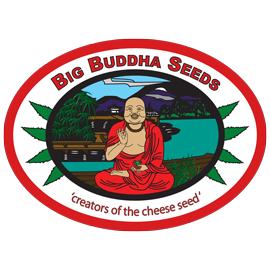 big_buddha_seeds_amsterdam_seed_center_2.png